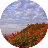 Rhododendron sea: red azaleas all over the mountains